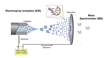 Schematic diagram of the ElectroSpray Ionization (ESI) mass spectrometry technique. In the inset, a pictorial representation of the heptanucleotide studied here.